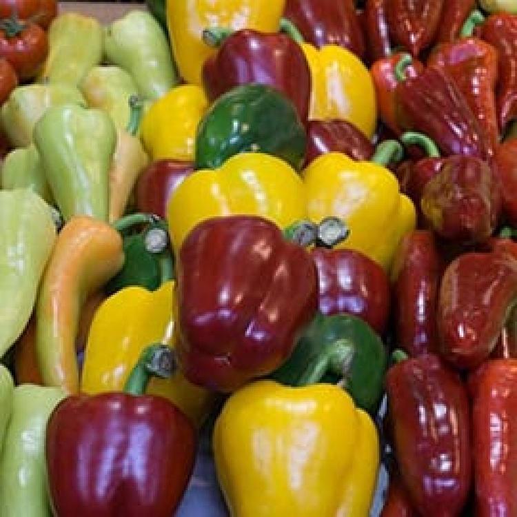 Photos Of Secret Tours Budapest